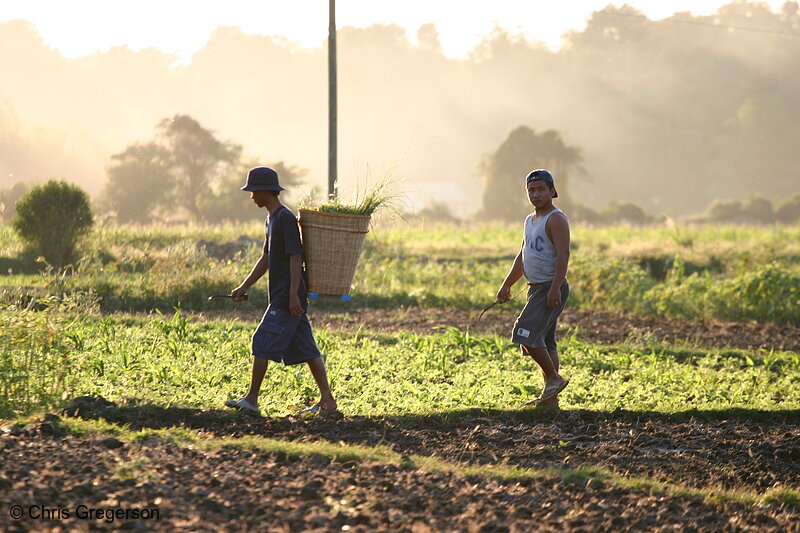 Photo of Men Working a Farm in Badoc, Ilocos Norte(8134)
