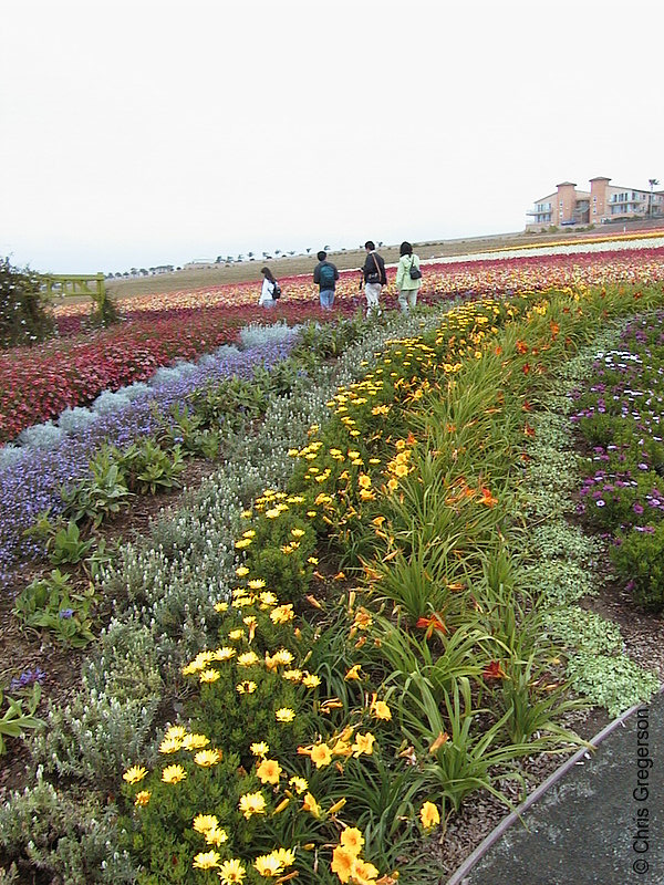 The Color Project at the Flower Fields(1444) Photo of The Color Project at the Flower Fields(1444)