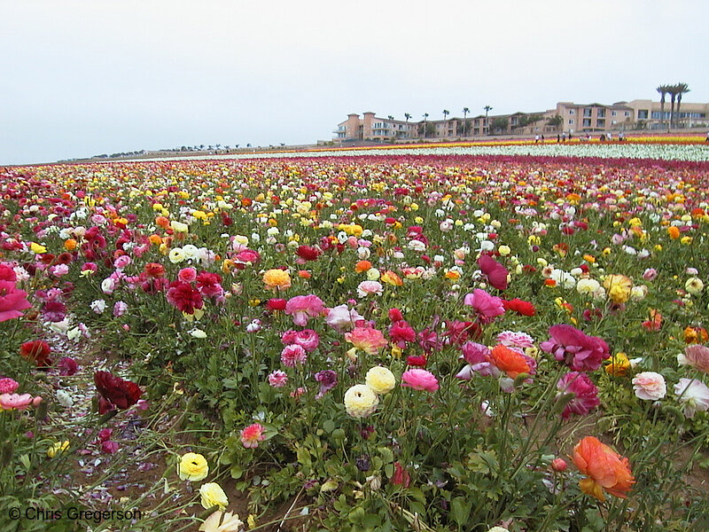Photo of The Flower Fields of Carlsbad(1445)