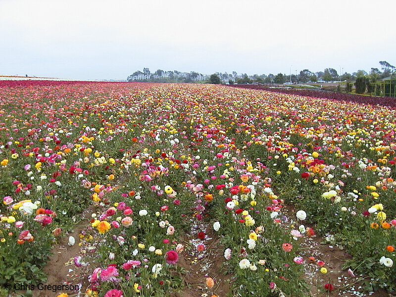 Photo of The Flower Fields of Carlsbad(1446)