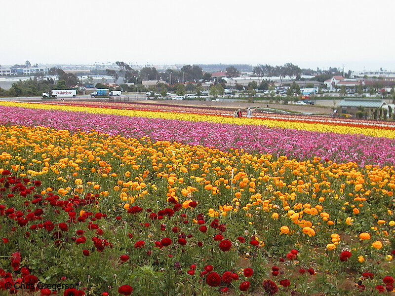 Photo of The Flower Fields of Carlsbad(1447)