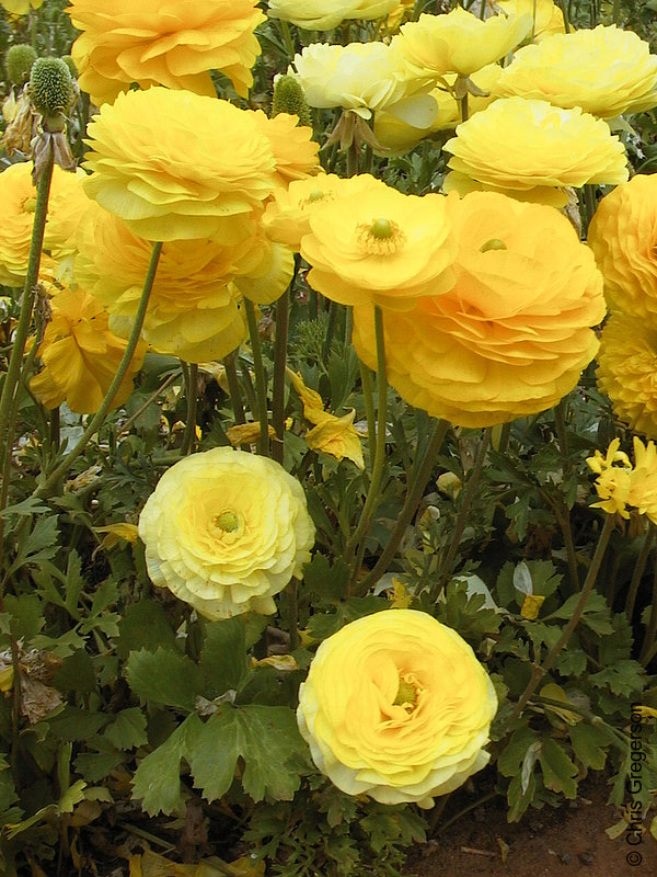 Photo of Yellow Flower (Ranunculus/Buttercup)(1448)