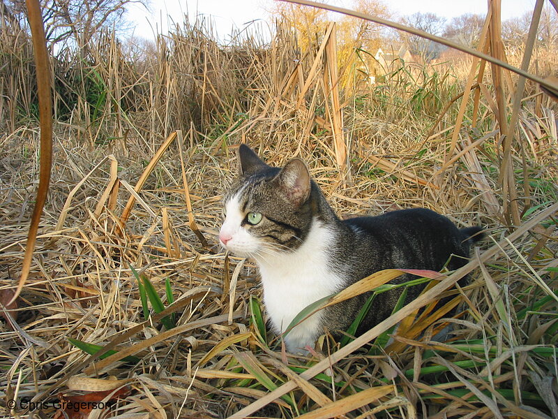 Photo of Cat in Reeds(1707)