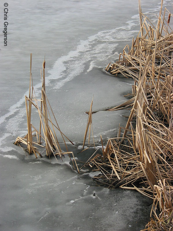Photo of Reeds in Frozen Lake(1828)
