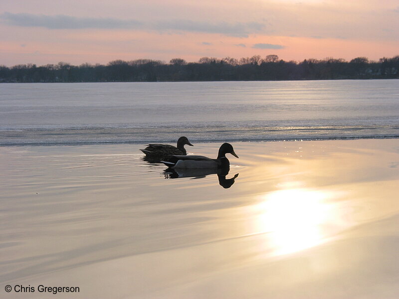 Photo of Ducks on Lake Calhoun(1830)