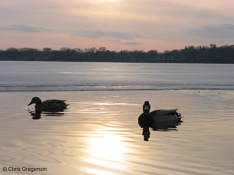 Photo of Ducks on Lake Calhoun in Spring(1831)