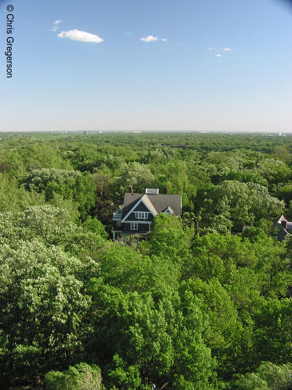 Photo of Tree Canopy with Rooftop(2016)