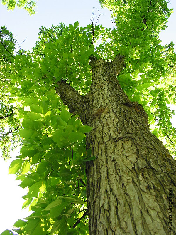 Photo of Foreshortened View of a Tree Trunk(2030)