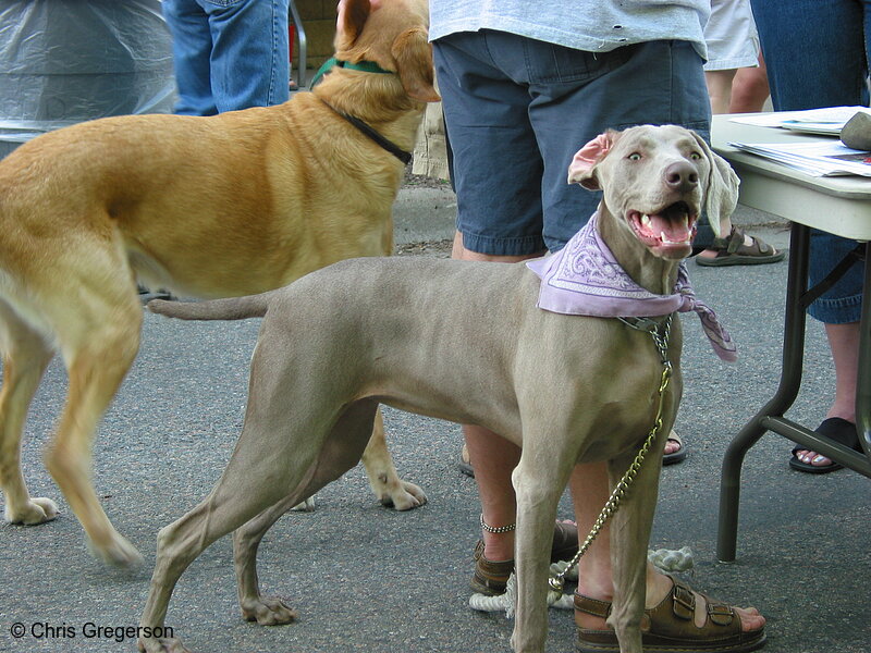 Photo of Dogs on Orlin Avenue(2031)