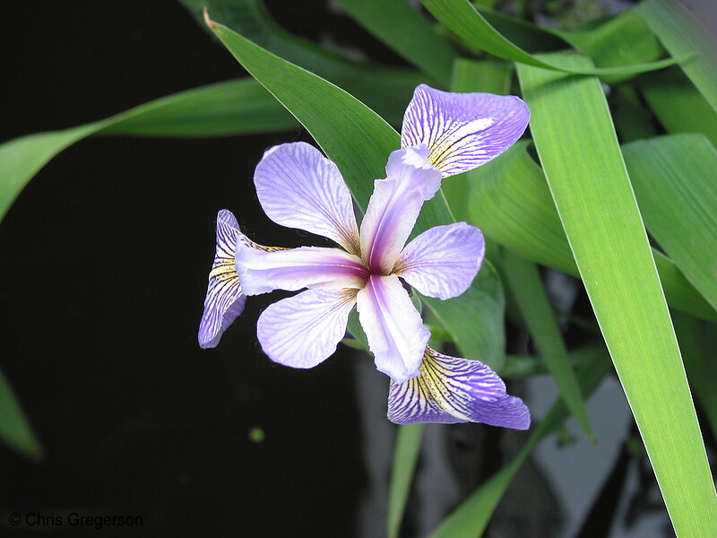 Photo of Iris Flower(2048)