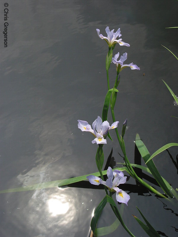 Photo of Irises(2049)