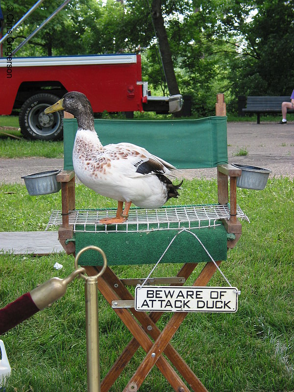 Photo of Pet Duck(2114)