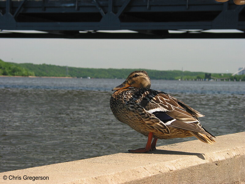 Photo of St. Croix River Duck (Mallard)(2129)