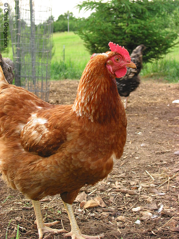 Photo of Free Range Chicken(2130)