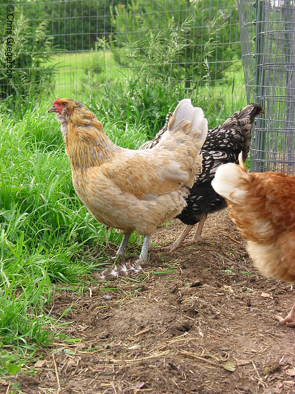 Photo of Free Range Chicken(2131)