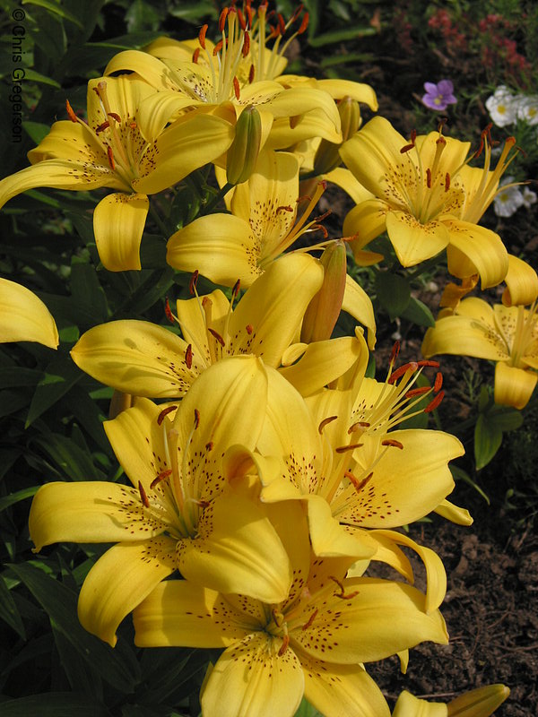 Photo of Yellow Lilies at the Flower Gardens(2157)