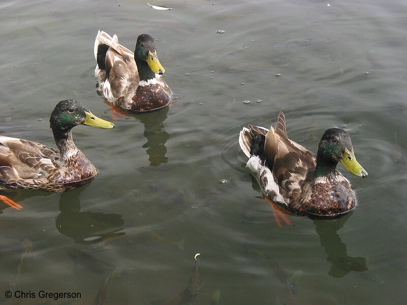 Photo of Three Mallard Ducks(2161)