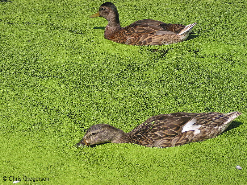 Photo of Ducks are in the Calhoun Settling Pond(2190)