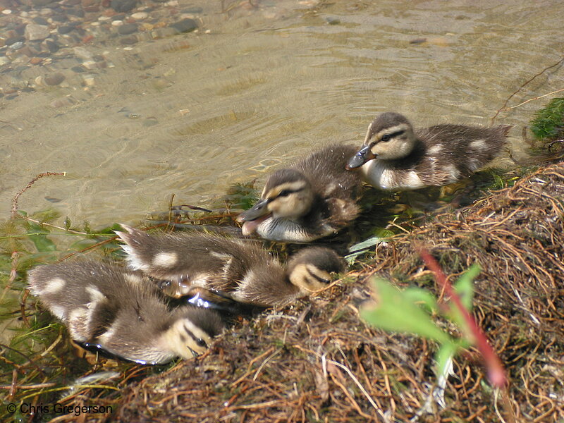 Photo of Ducklings(2250)