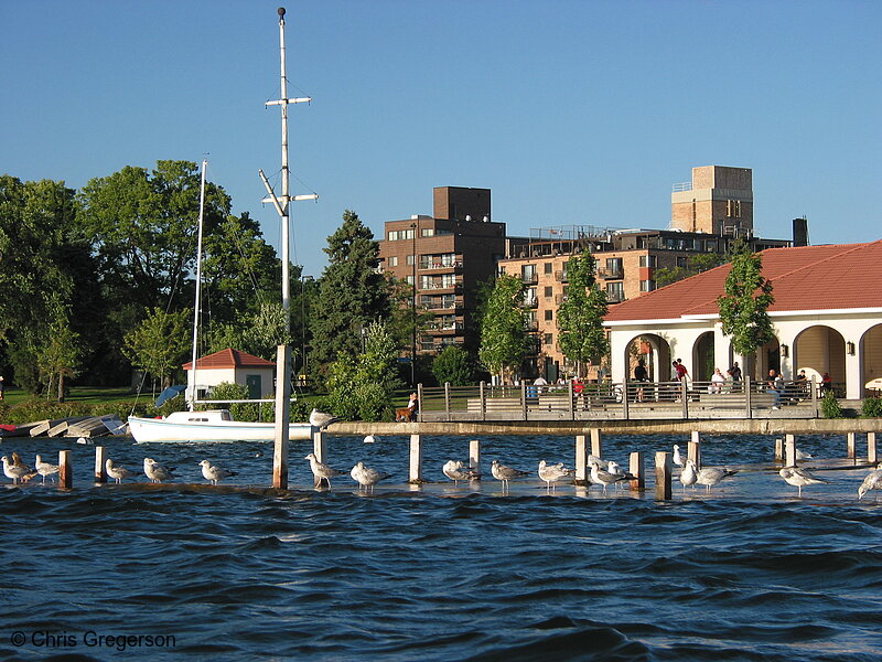 Photo of Seagulls on Dock at Lake Calhoun(2318)