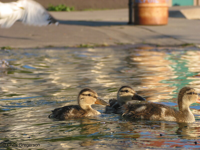 Photo of Ducklings(2321)