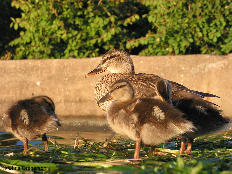 Photo of Mother and Ducklings at Lake Calhoun(2323)