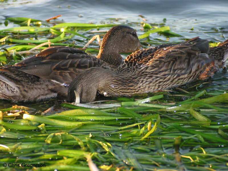Photo of Feeding Ducks(2325)