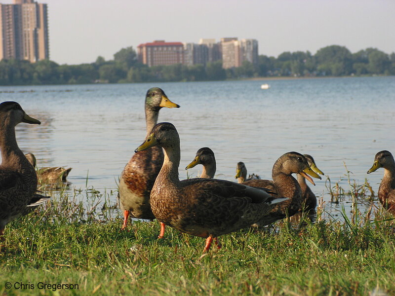 Photo of Ducks at Lake Calhoun(2331)