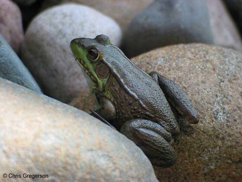 Photo of Frog(2334)