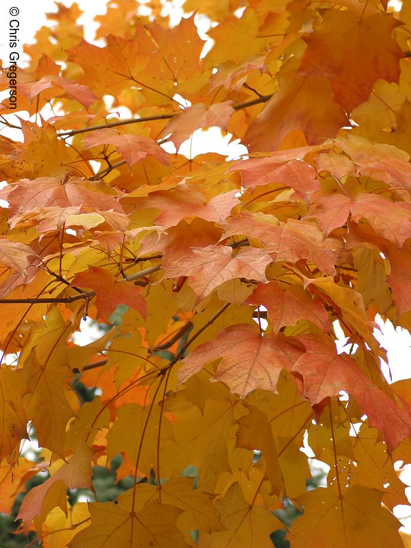 Photo of Leafs on a Maple Tree(2464)