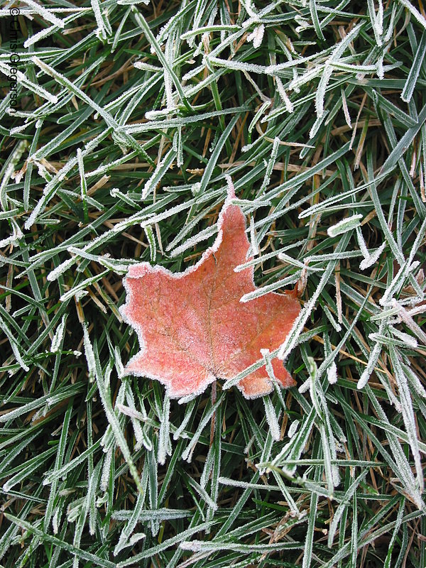 Photo of Grass and Leaf Covered with Hoarfrost(2468)