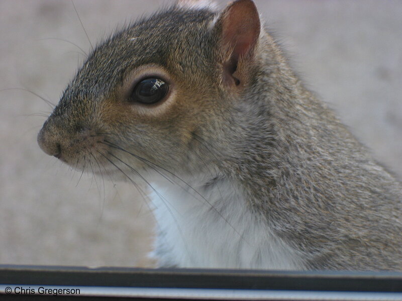 Squirrel Portrait