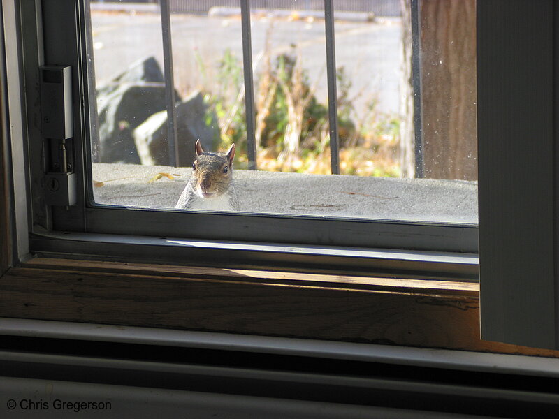 Hungry and Curious Squirrel