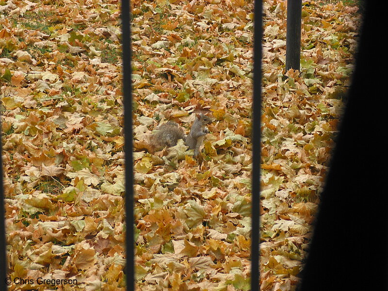 Squirrel Hiding Vanilla Wafer