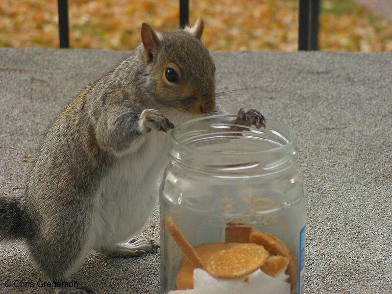 Squirrel and a Cookie Jar