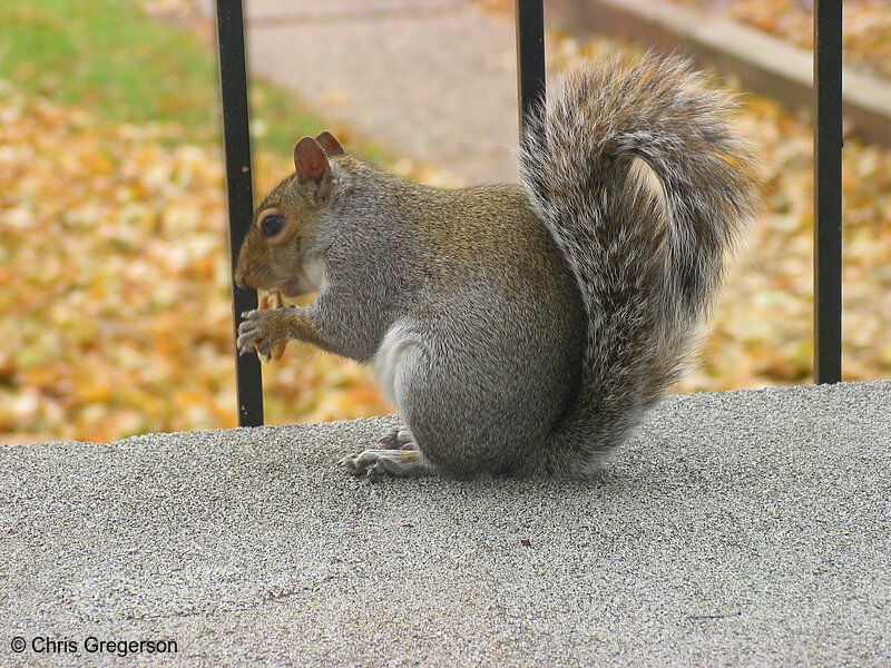 Squirrel Eating a Cookie