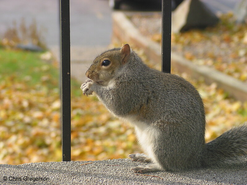 Photo of Squirrel Eating with his Paws(2520)
