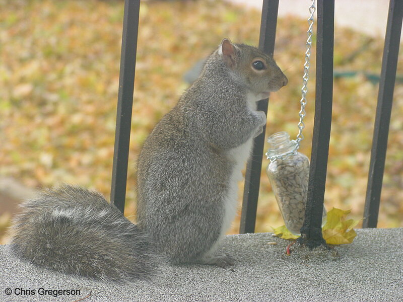 Photo of Squirrel and a Feeder(2524)