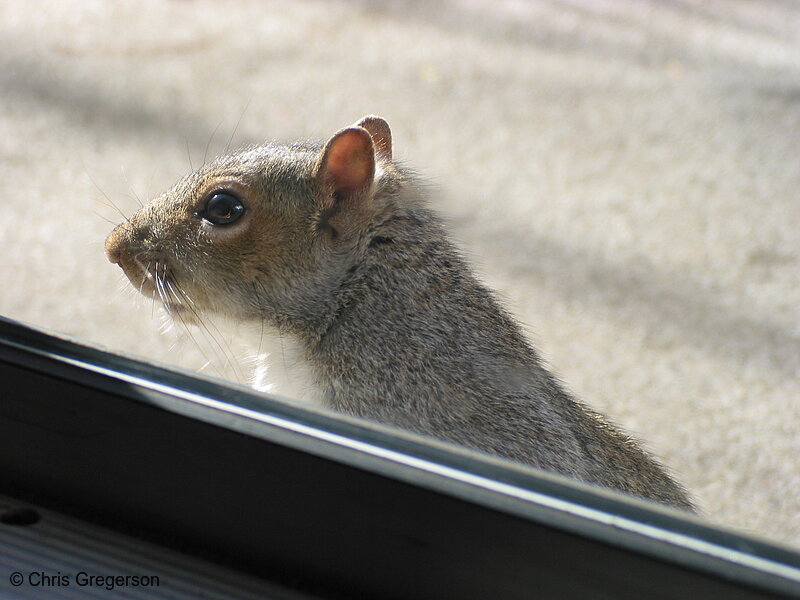 Squirrel at Patio Door