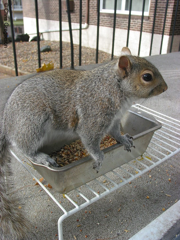 Squirrel Standing on Feeder