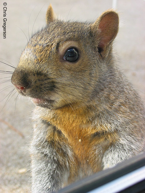 Portrait of Brownie the Squirrel