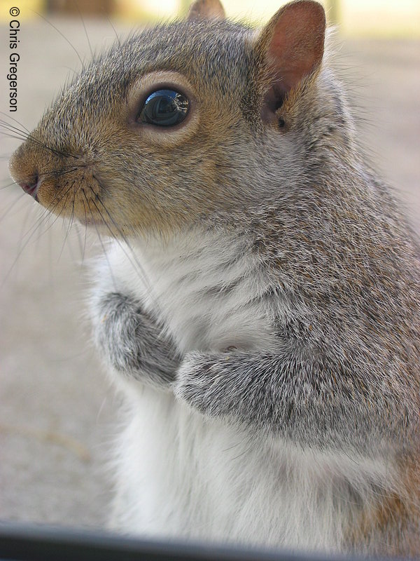 Portrait of Squirrel Standing Upright