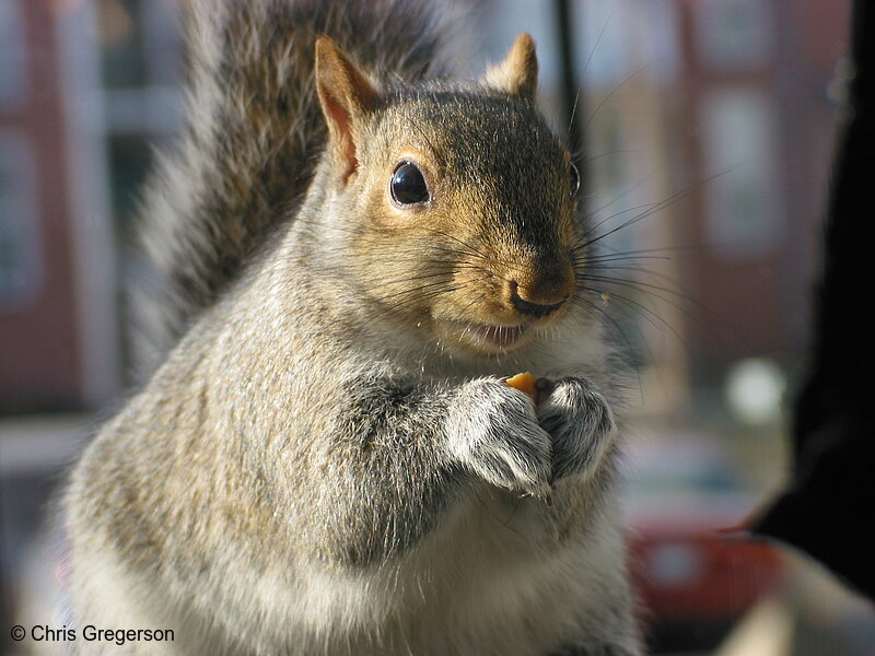 Squirrel Eating with his Paws(2536)