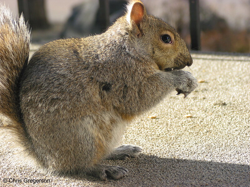 Profile of Brownie the Squirrel Eating