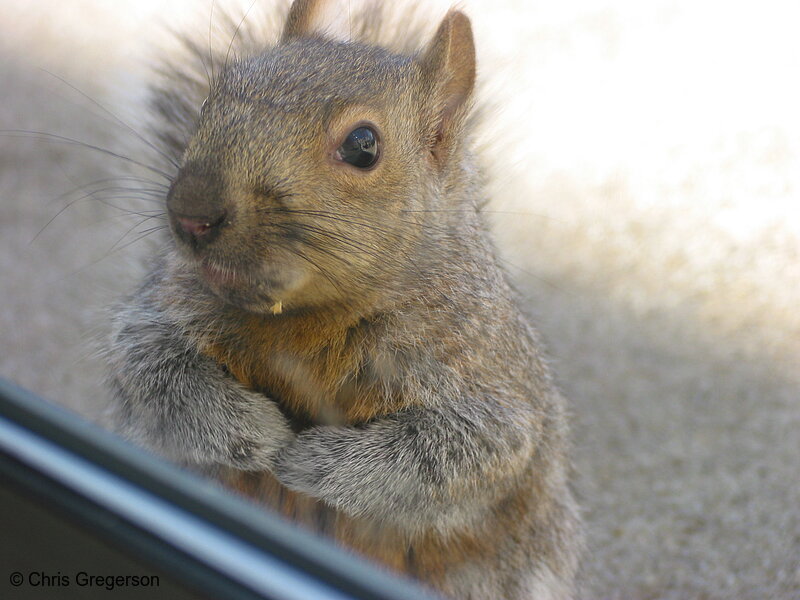 Close-Up of Brownie the Squirrel