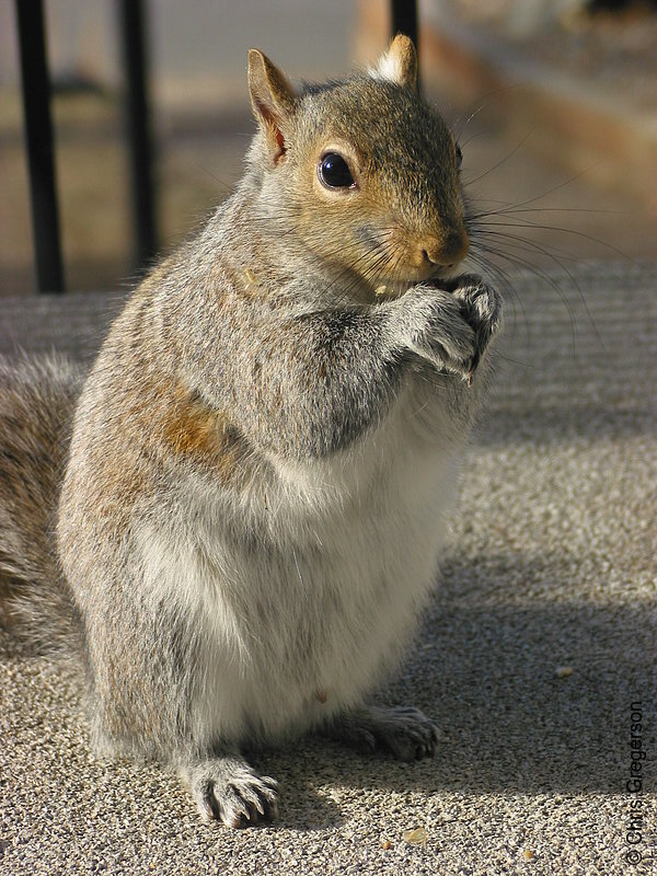 Squirrel Standing Upright and Eating