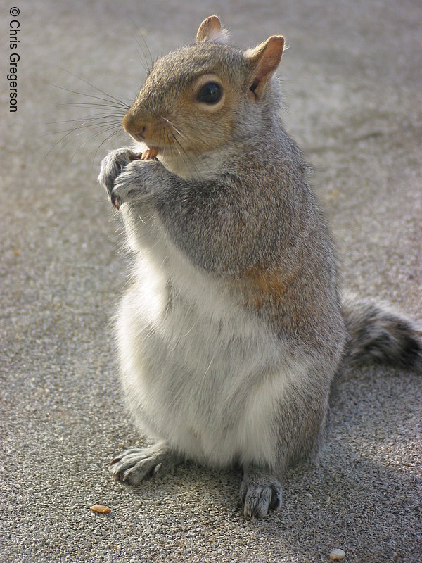Squirrel Standing Upright and Eating