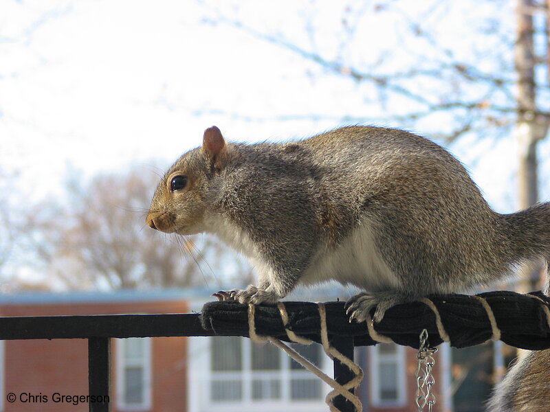 Squirrel on Railing