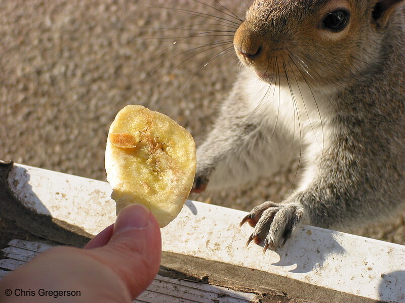 Feeding a Squirrel a Banana Chip