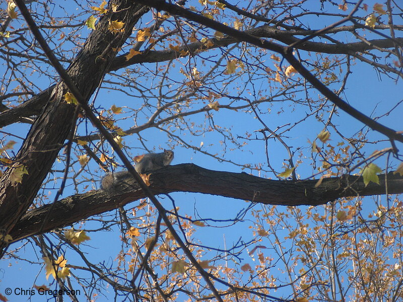 Photo of Gray Squirrel in Tree(2548)